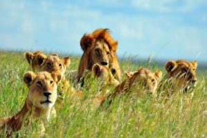 lion-pride-serengeti-tanzania-safari