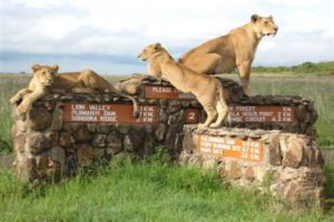 Nairobi Excursions - Nairobi National Park