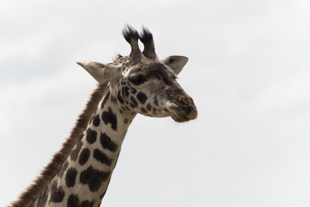 Wildlife animal