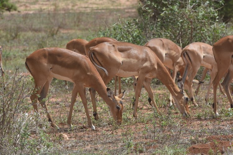 Serengeti antelops