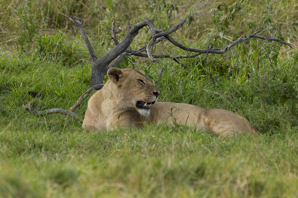 Wildlife animal