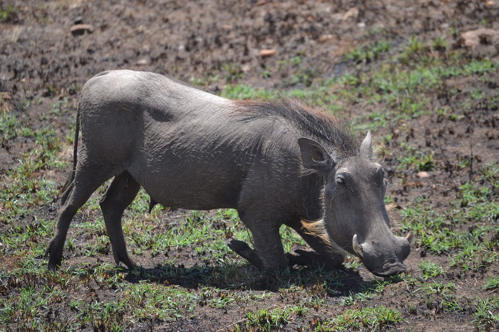 Wildlife animal