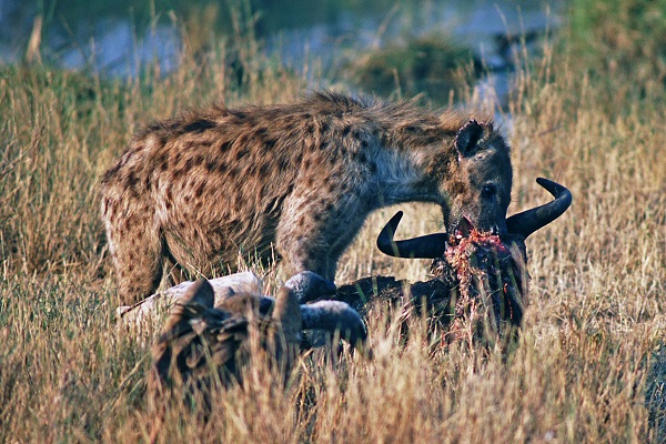 Wildlife animal - hyena