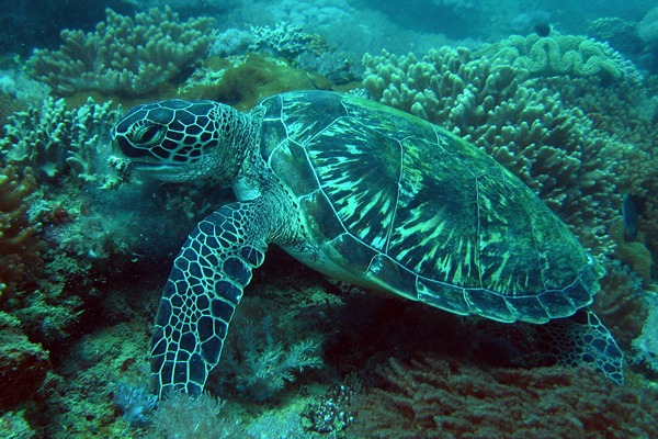 sea turtle underwater