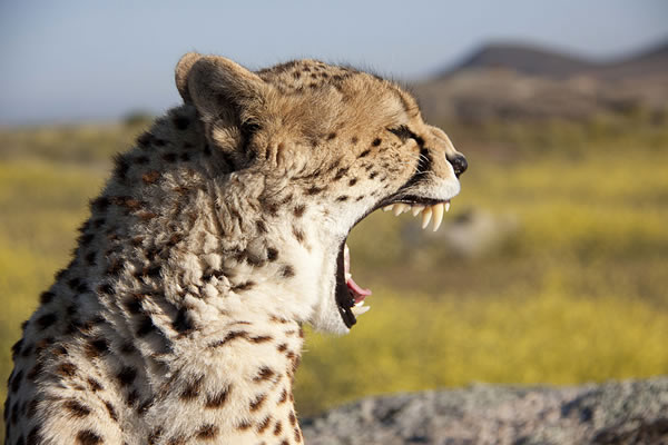 Wildlife animal