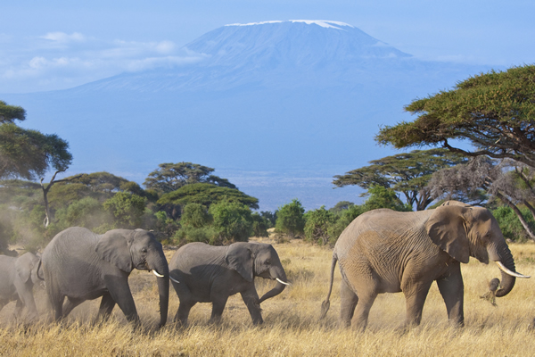 Wildlife animal
