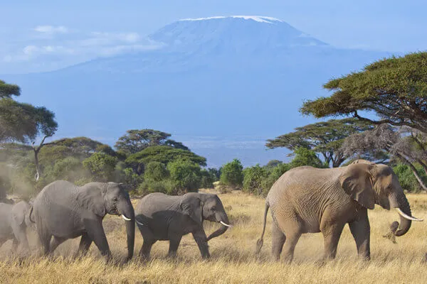 Amboseli elephants