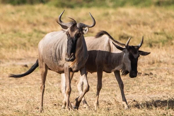 Amboseli National Park wildbeest