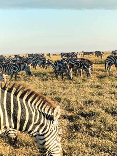 Amboseli National Park zebras