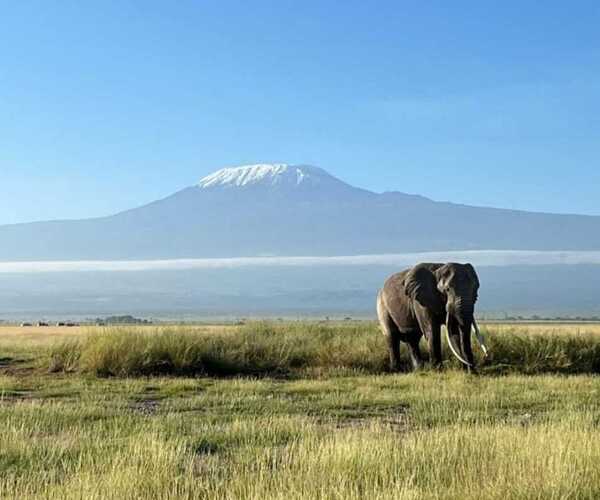 Amboseli elephant wih background view of Mt KIlimanjaro