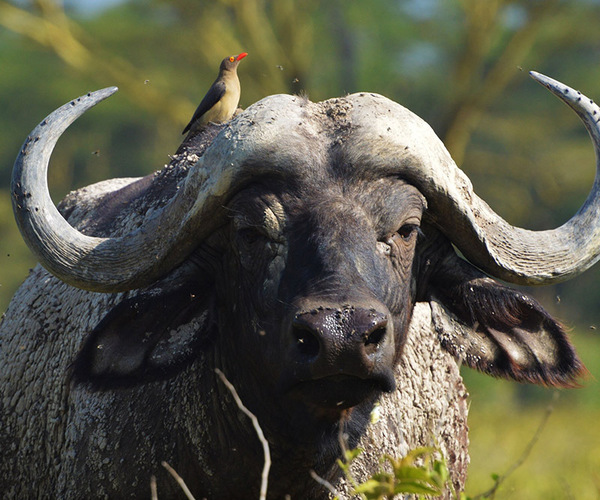 Masai Mara buffalo