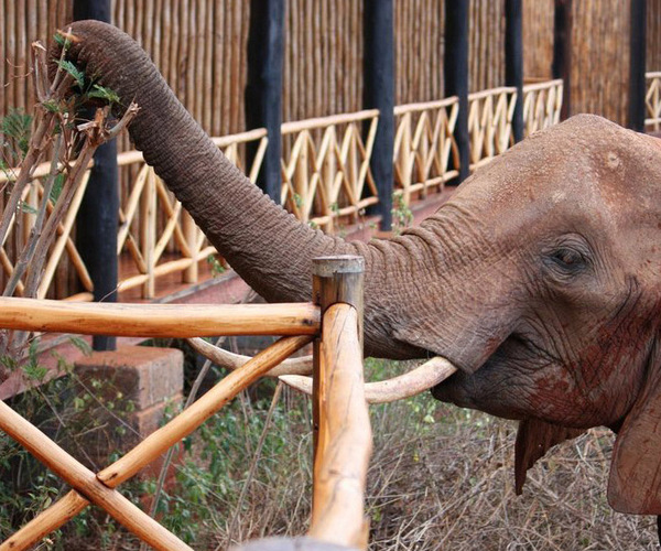Tsavo East elephant