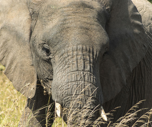 Kenya large elephant - big five