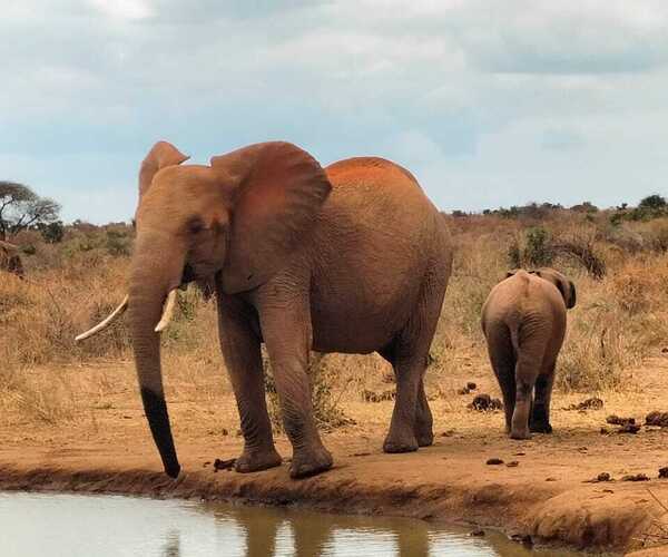 Tsavo east elephant with baby at water point