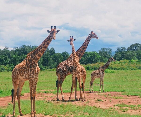 Masai MAra 2 day adventure for giraffe sotting