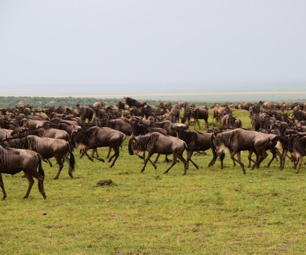 Great migration at Masai Mara