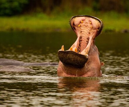view of hippos at Lake Naivasha - Kenya safari from Nairobi