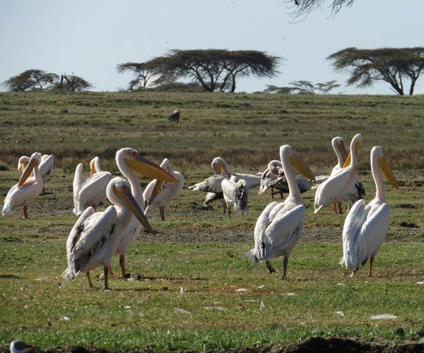 lake nakuru white pelican