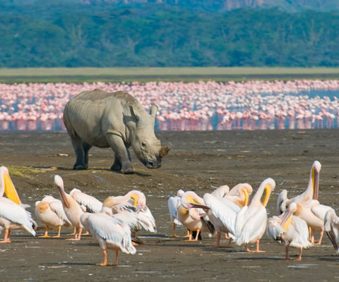 view of birds and big five at Lake Nakuru from Nairobi