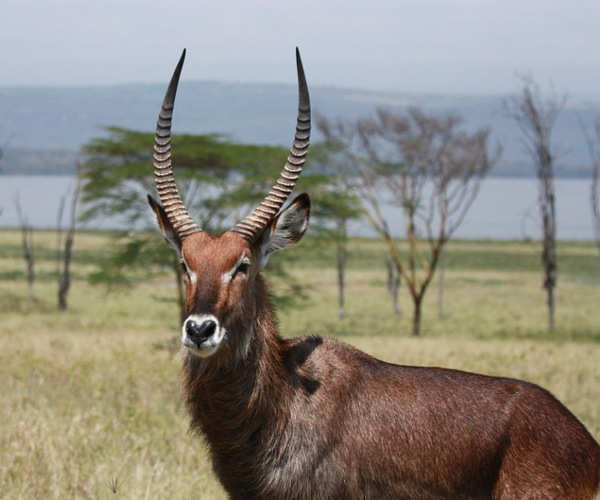 Lake Nakuru waterbuck - birdwatching safari