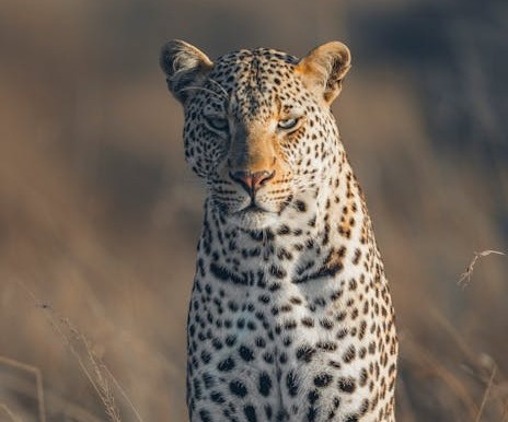 Kenya big five - leopard
