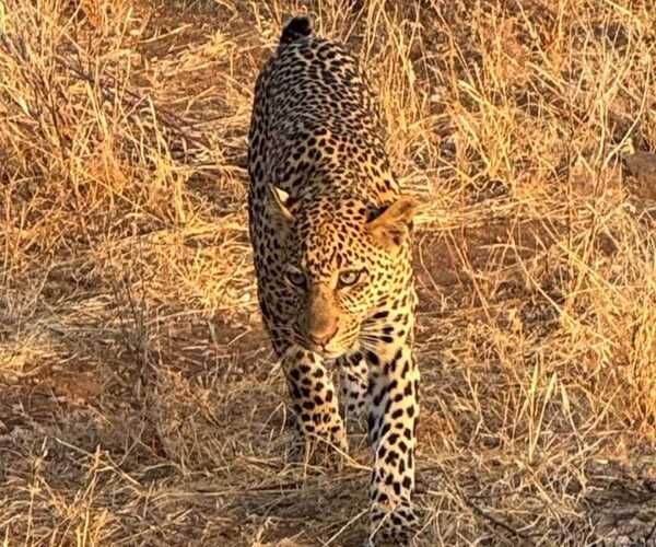 Tsavo leopard - big five