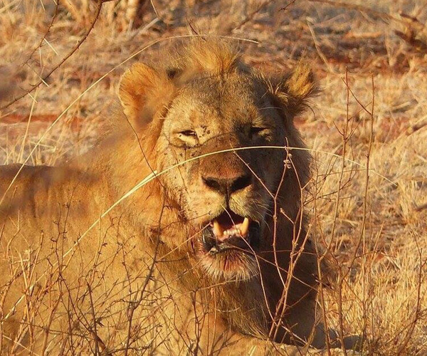 Big five lion - Kenya safari