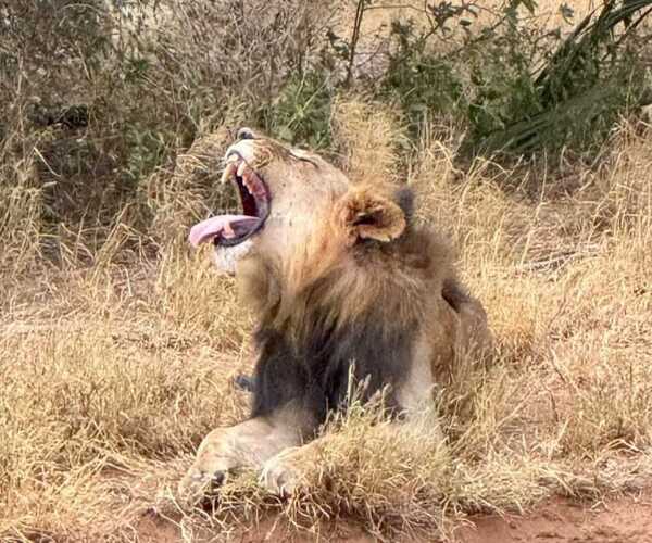 Tsavo lions - kenya wildlife safari adventure