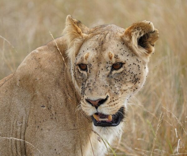 Maasai Mara lion