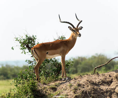 Masai Mara antelop