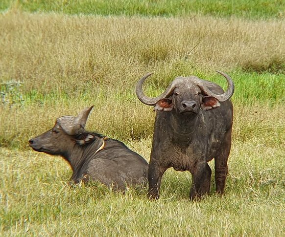 Masai Mara adventure from Naribi for big five bufalloes viewing