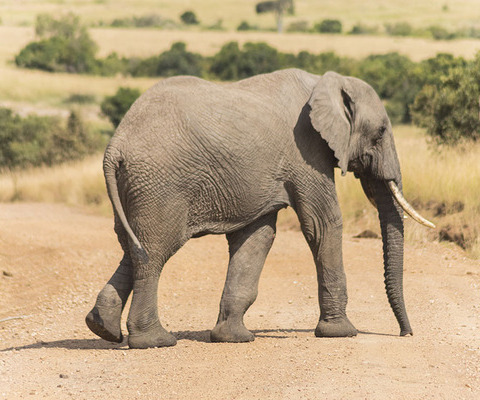 Masai Mara elephant