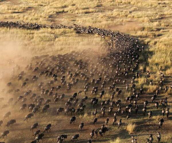Greate Migration  experience