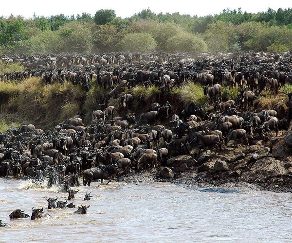 Mara River Great Migration