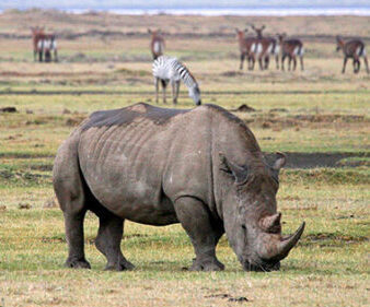 Ngorongoro wildlife – family safari for multiple age groups