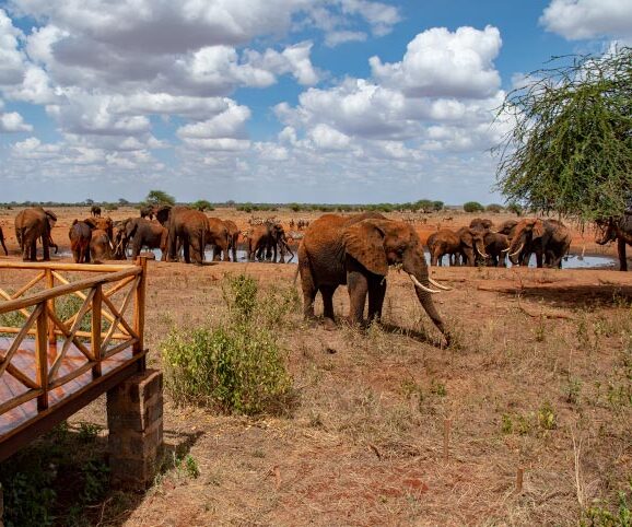 Ngutuni elephants