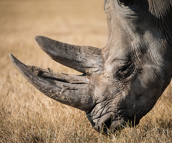 Rhino close view - Kenya wildlife photo