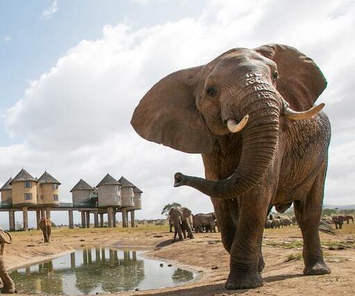 Taita Salt Lick safri from Diani