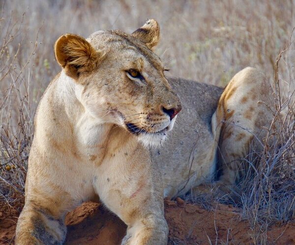 Tsavo East lion