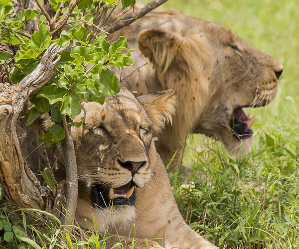 Tsavo east big five safari from Diani- lions