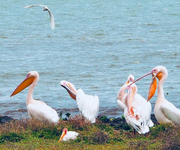 Lake Nakuru white pelicans - birdwatching safari