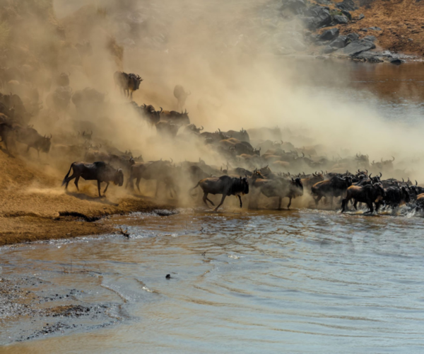 Great wildbeest migration at Masai Mara - Kenya safari experience