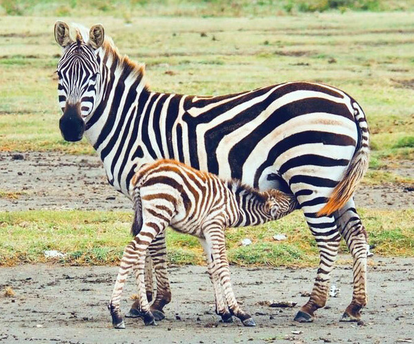 Masai Mara zebra