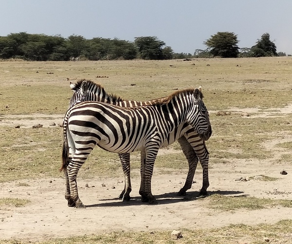 Kenya Waliking tour - 10 days