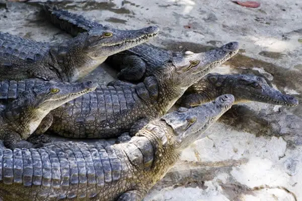 Haller Park crocodiles