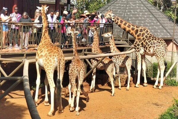 Nairobi Giraffe center