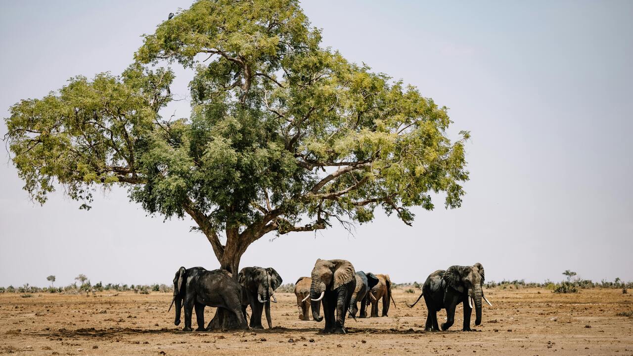Experience view of Amboseli large elephants with our Kenya Safaris