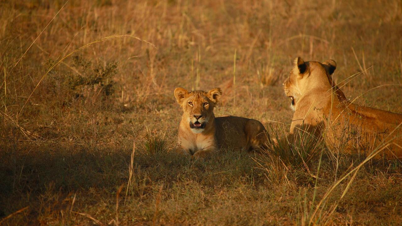 Two lionesses resting on the open African savannah during a safari