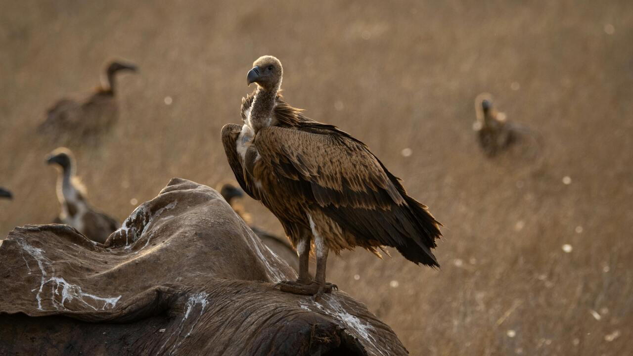 vulture birds of Tsavo