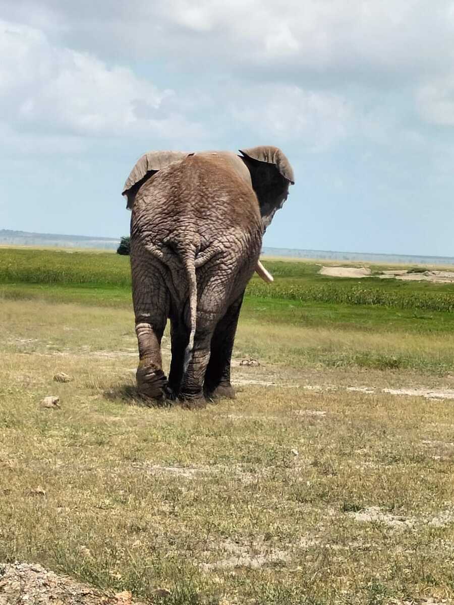 Amboseli elephant